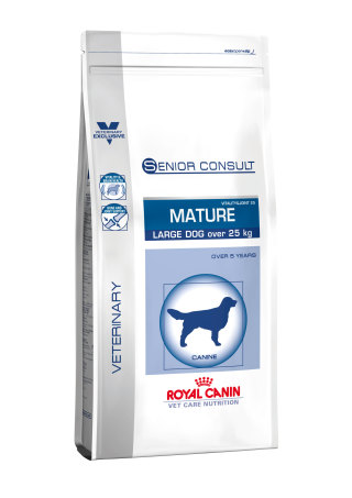 Senior consult mature large dog